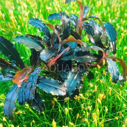 Bucephalandra brownie phantom