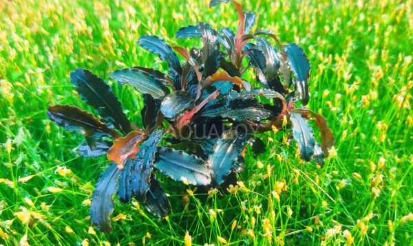 Bucephalandra brownie phantom
